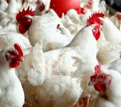 Broiler Chickens