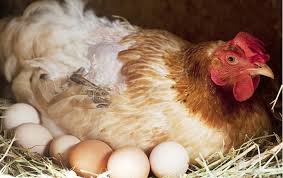Agribusiness Advisory